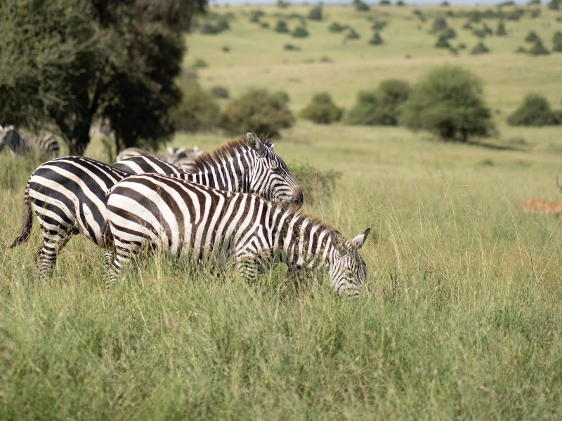 Kenya studietur 23-4882