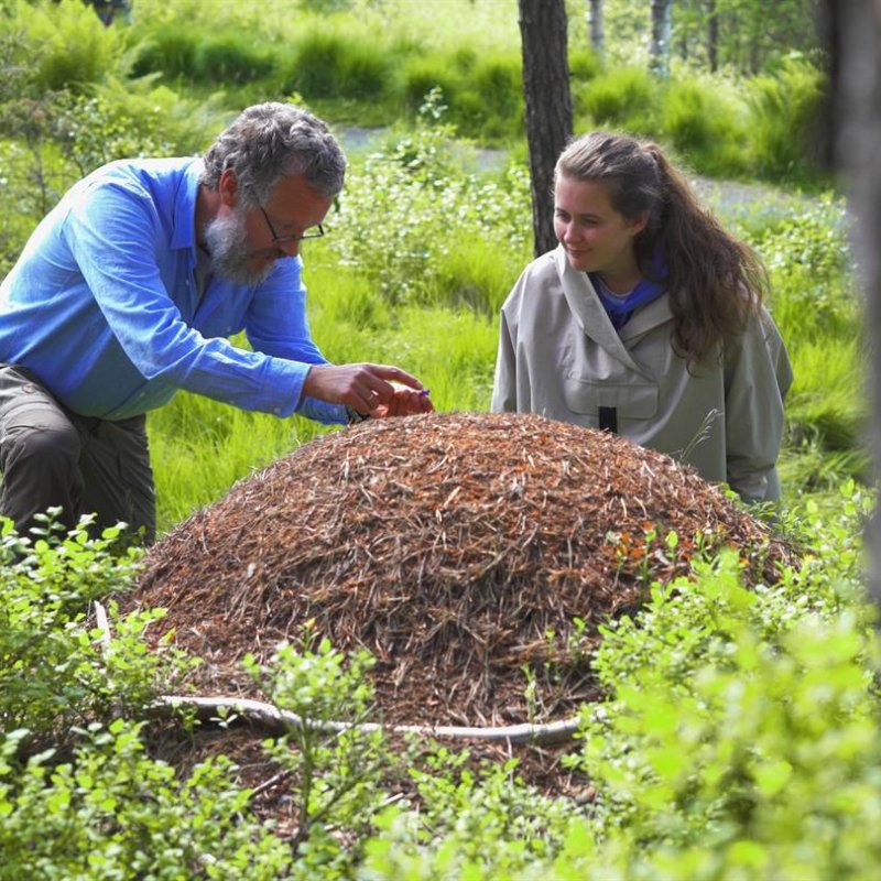 naturfag maurtue studie_1.12.2